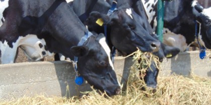 TOP 3 țări la producţia de lapte pe cap de vacă! Peste 18.000 litri de lapte de la o singură vacă!