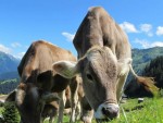 OFICIAL Ministerul Agriculturii: Sprijin pentru crescătorii de bovine care dețin minim 3 vaci!