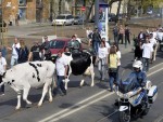 ARDE EUROPA! De la EXPOZIȚIE, direct la PROTEST cu vacile în fața PARLAMENTULUI!