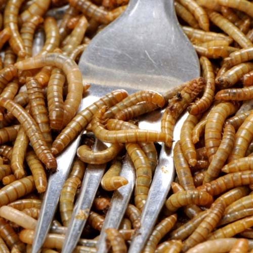 Comisia Europeană autorizează, în premieră, o insectă ca aliment!