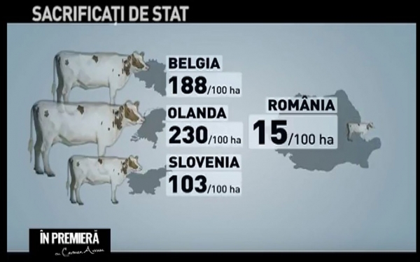 vitele-din-romania_b