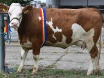 AGROMALIM şi REVISTA FERMA te premiază! O JUNINCĂ GESTANTĂ, marele PREMIU pentru CRESCĂTORII DE ANIMALE!