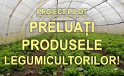 proiect pilot timis