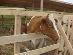 Călăraşi: Doar trei târguri de animale din judeţ sunt autorizate sanitar-veterinar