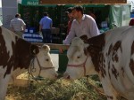 Participare record a firmelor străine la târgul AGROMALIM 2012