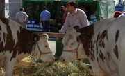 agromalim_expozitie-animale