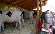 Stand vaci Holstein Friza