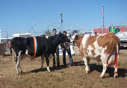 miss-arad-baltata-si-holstein_b