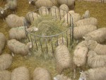 Crescătorii de ovine şi de caprine ar putea primi 44 de lei pe cap de animal în 2011 prin CNDP