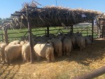 Galaţi: Alunecările de teren pun în pericol o stână de ovine