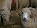 7,7 milioane capete ovine şi caprine au fost solicitate la plată în 2011