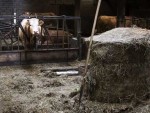 Mehedinţi: Târgurile de animale din judeţ nu sunt autorizate sanitar-veterinar