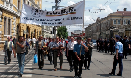 Ministerul Agriculturii intenţionează să aloce doar 450 lei pe cap de vacă în 2011