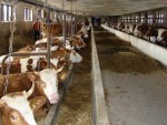 CNDP la bovine poate fi cerut între 15 iulie şi 31 august: Bani şi pentru exploataţiile nou înfiinţate