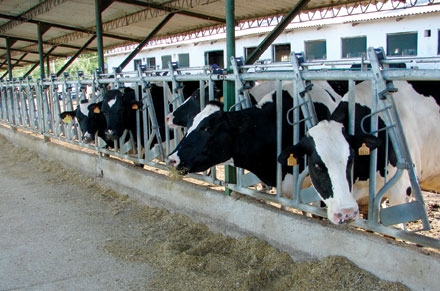 20 de bovine Friesian, crescute de deţinuţi din Irlanda, vor fi donate unui orfelinat din Timiş