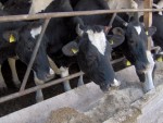 CNDP: Viza asociaţiilor, necesară şi pentru crescătorii de bovine