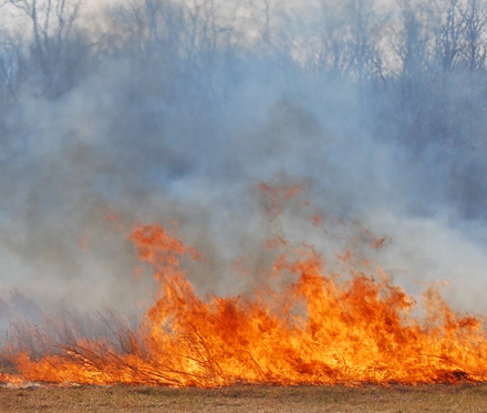 Igienizarea prin incendiere a stufăriilor din Deltă va fi analizată de Consiliul ştiinţific al ARBDD