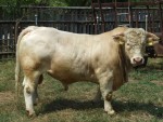 Modificări pe piaţa însămânţărilor artificiale la bovine