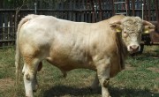 Taur-de-Charolais_b