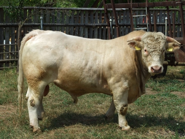 Taur-de-Charolais