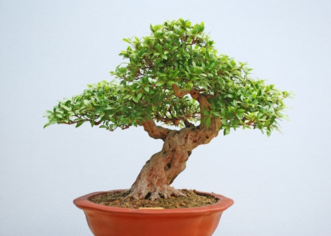 bonsai