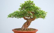 bonsai