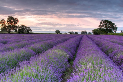 camp-de-lavanda