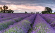 camp-de-lavanda