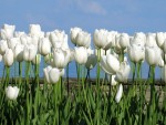 Cele mai frumoase aranjamente florale, premiate la Ambasada Olandei