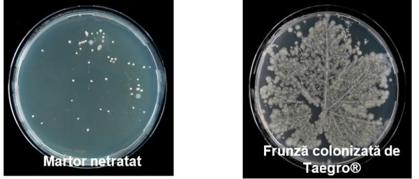 -Combaterea biologica cu ajutorul bacteriilor benefice 3_b