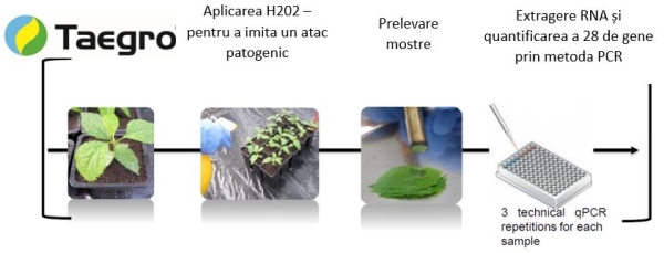 -Combaterea biologica cu ajutorul bacteriilor benefice 5_b