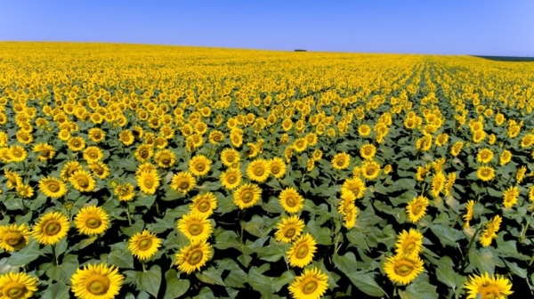 2_Sunflower_ro_2_b