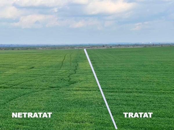 4.Wheat_Netratat_Tratat-min_b