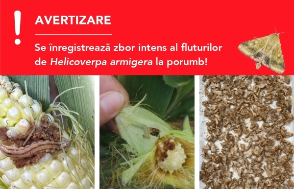 AVERTIZARE iulie 2022! Zbor Helicoverpa armigera la porumb_b