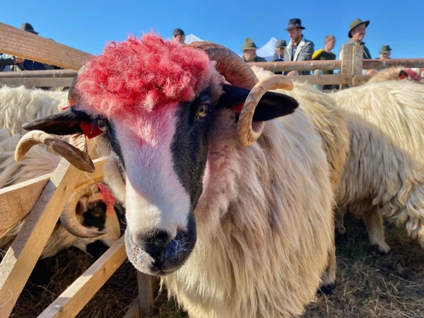 Breaza, Regina Turcanelor, Expozitie ovine Totesti (6)_b