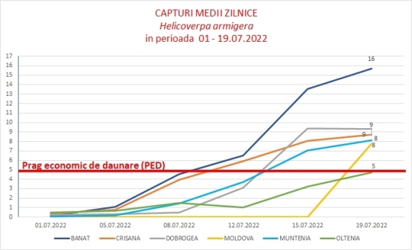 Capturi medii zilnice - iulie 2022 Helicoverpa armigera la porumb (1)_b