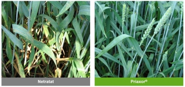 Comparatie_tratat_netratat_b