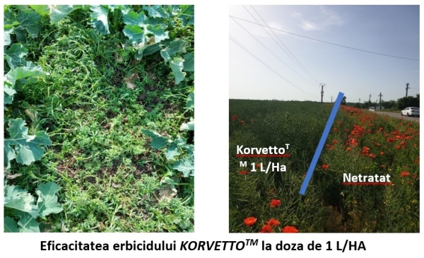 erbicid KORVETTO 3_b