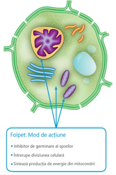 Folpet_ mod de actiune_b