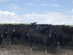 Rasa Angus în România – de la o rasă necunoscută la o afacere în continuă creștere chiar și pe timp de pandemie