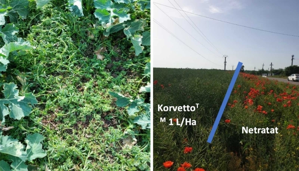 Korvetto tratat_netratat_b