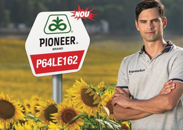 P64LE162 CORTEVA PIONEER floarea-soarelui_b