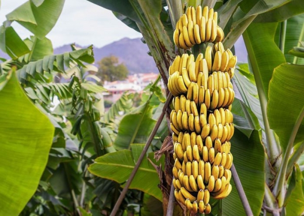 plantatie-de-banane_b