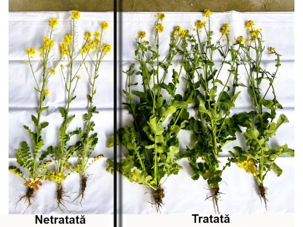 Plante de rapita tratate cu Amalgerol vs martor_b