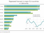 România - Cea mai mare creştere a producţiei de rapiţă