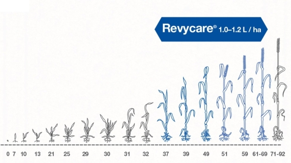 revycare-aplicare-