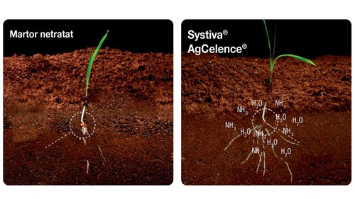 systiva-radacini-comparatie_b