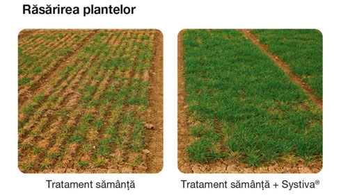 systiva-rasarirea-plantelor-comparativ_b