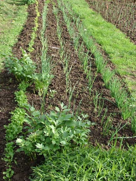 Ceapă verde