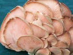 VRANCEA: Investiţie în prima fabrică de compost pentru ciupercile Pleurotus